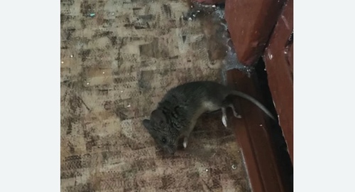 Дезинфекция от мышей в Харовске