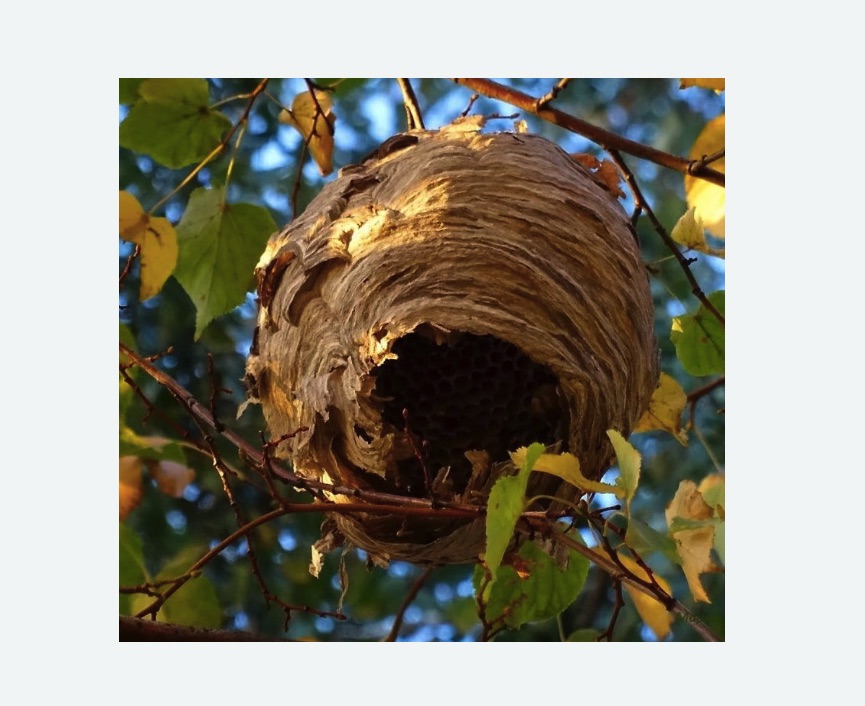 Обработка от шершней в Харовске