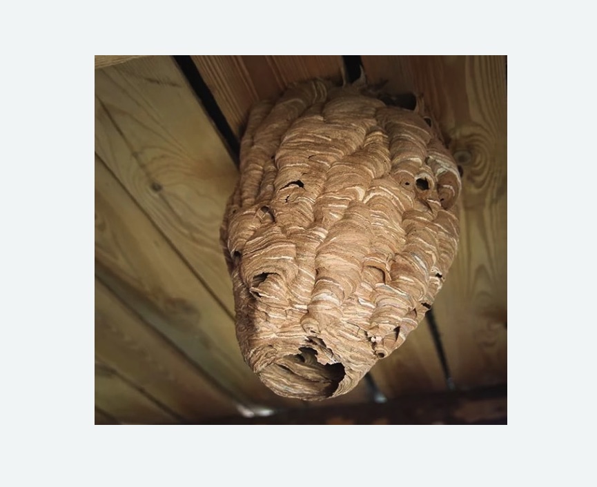 обработка от шершней в Харовске