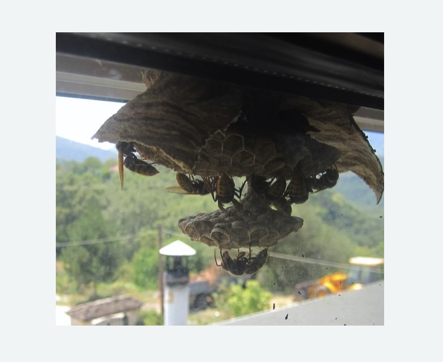 Уничтожение гнёзд шершней в Харовске